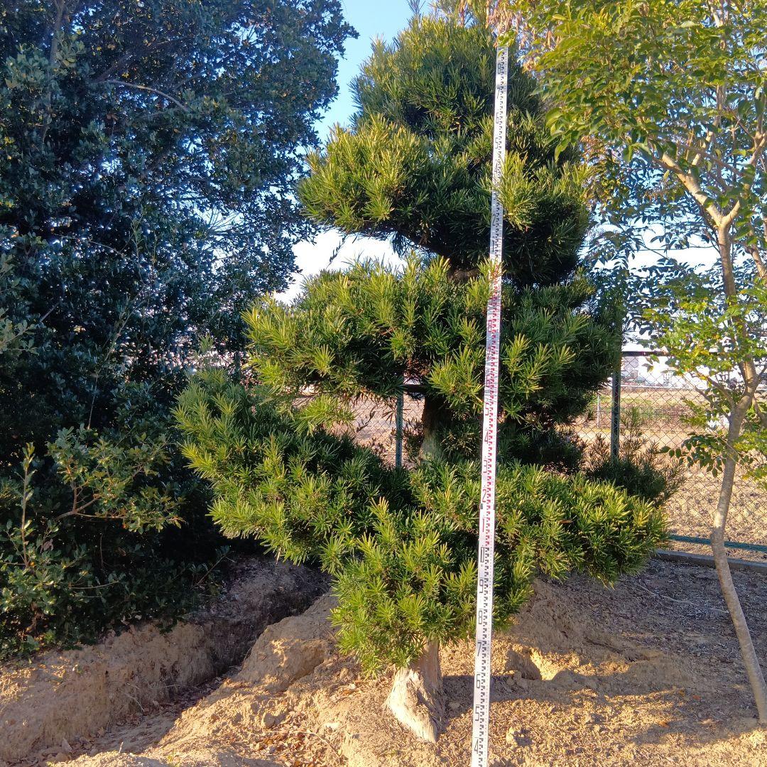 ラカンマキ（高さ3.0）