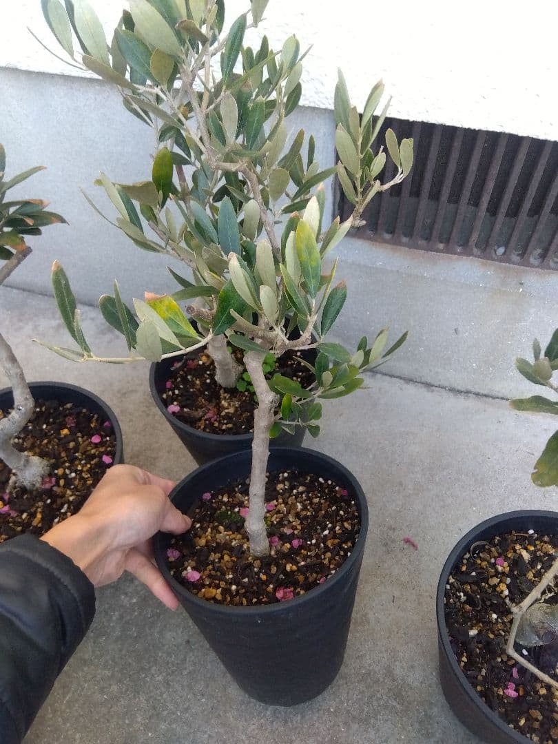 オリーブ　盆栽　古木　6号鉢つき　6鉢セット❗　あ