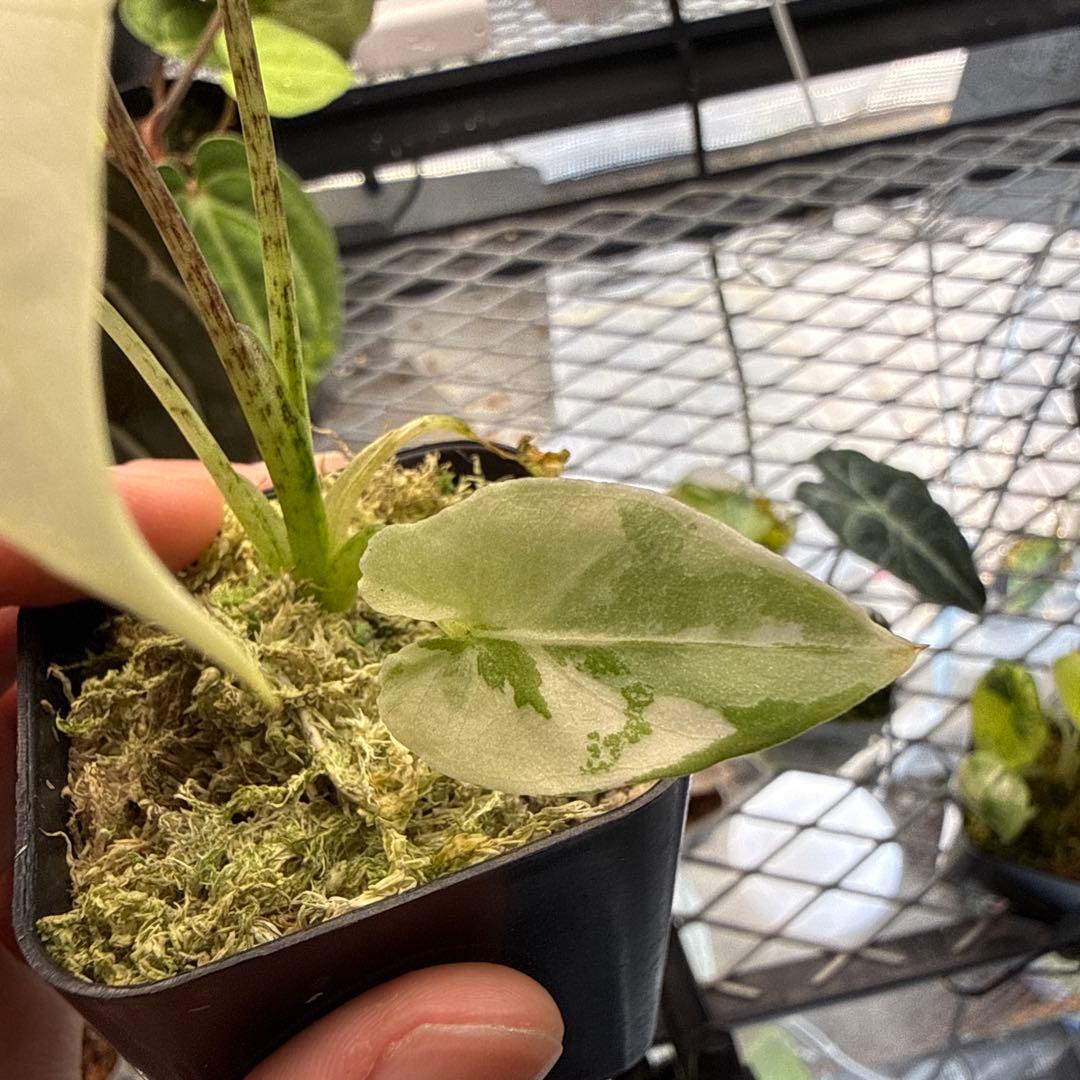 格安 アロカシア ラウテルバキアナ アルボ