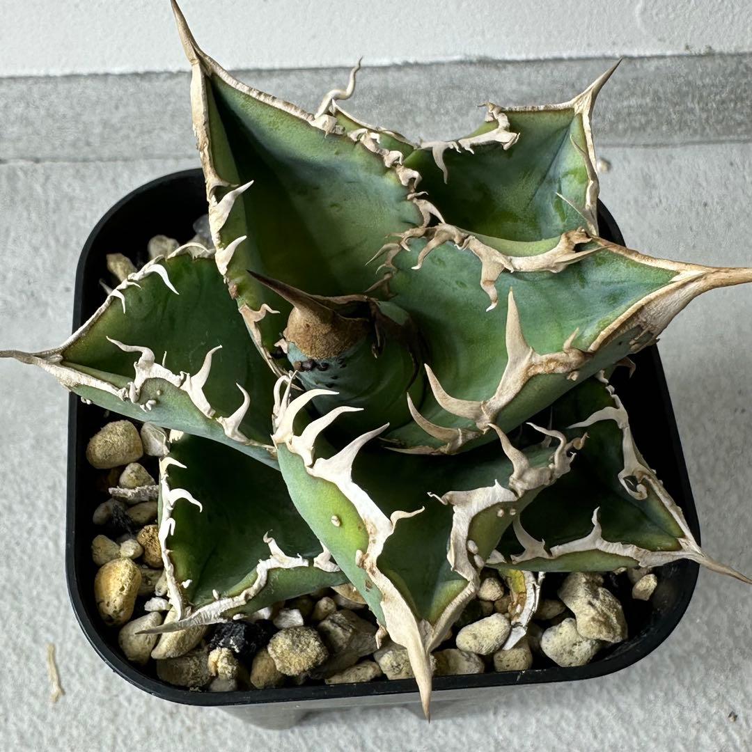 チタノタ 台湾産 スタッズ特選株 セット ※バラ売り可能 検）冰雹、麻花龍