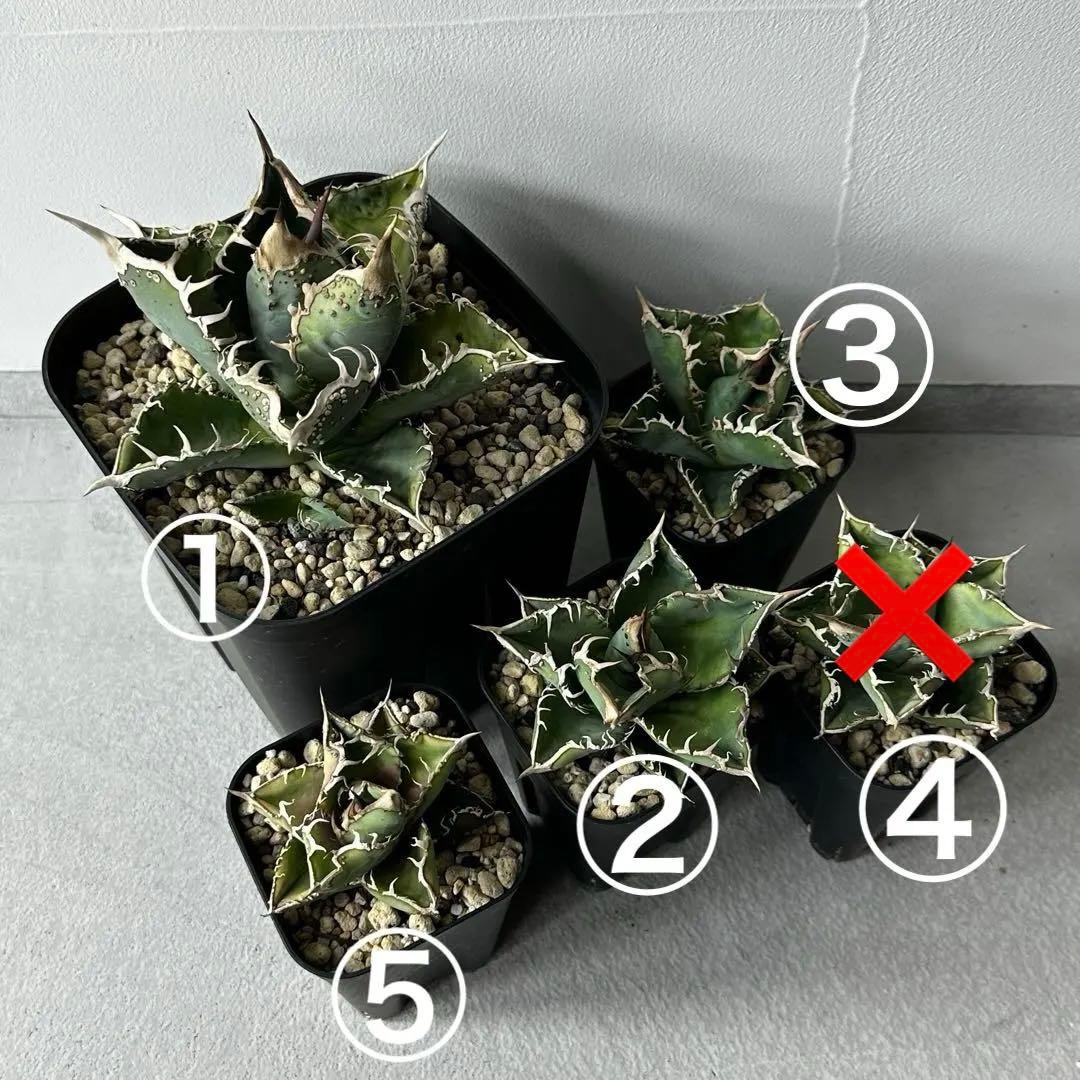 チタノタ 台湾産 スタッズ特選株 セット ※バラ売り可能 検）冰雹、麻花龍