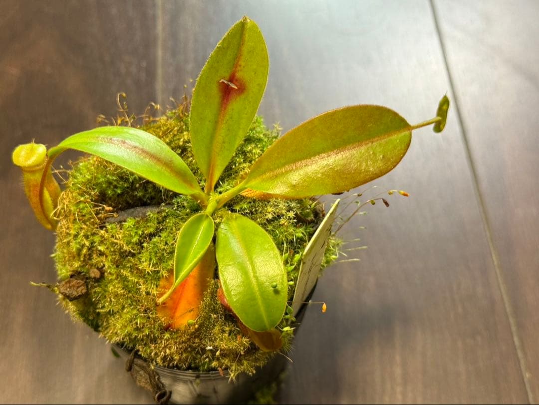 食虫植物N. rajah x macrophylla #NNN