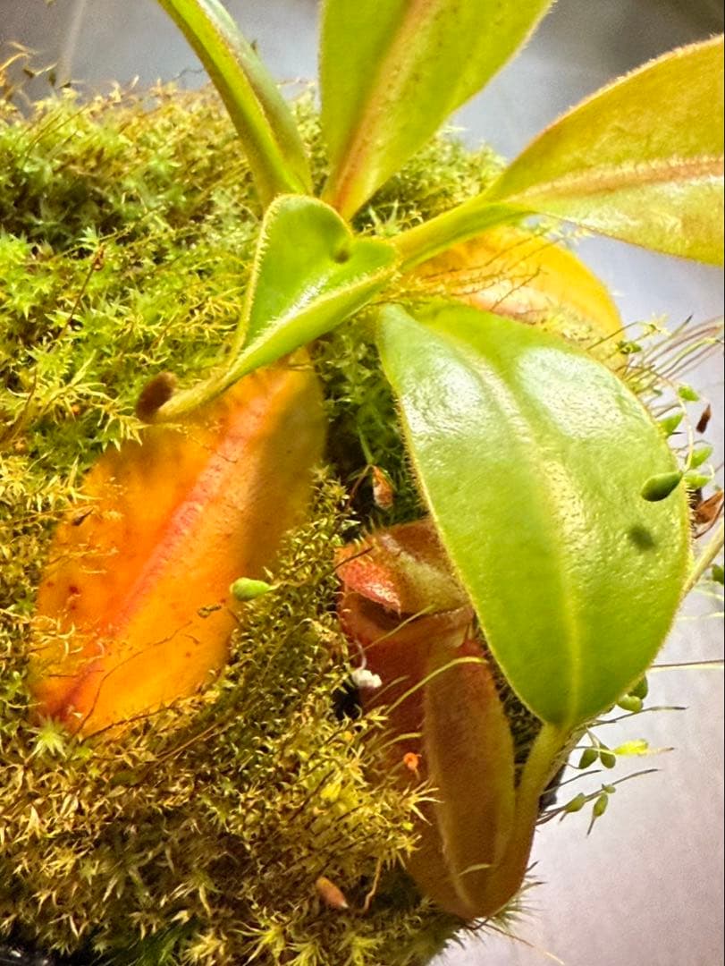 食虫植物N. rajah x macrophylla #NNN