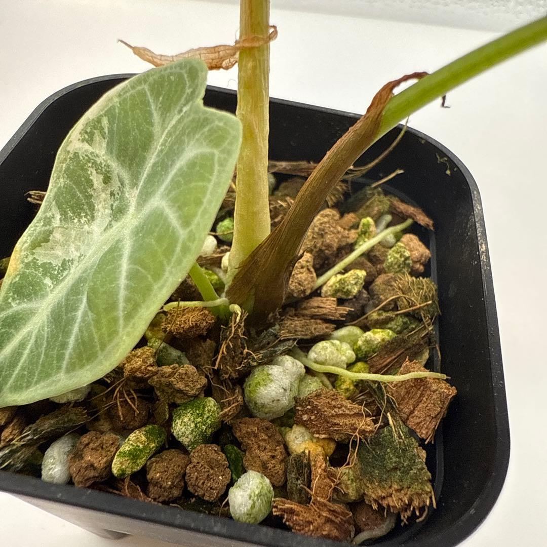 m*a様 格安 アロカシア ワトソニアナ ピンク