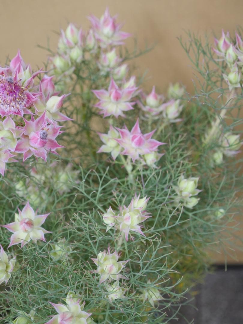 セルリア　ブラッシングブライト　ピンク　7号鉢　約８５センチ　1