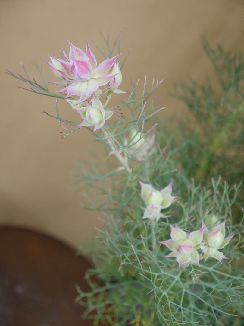 セルリア　ブラッシングブライト　ピンク　7号鉢　約８５センチ　1