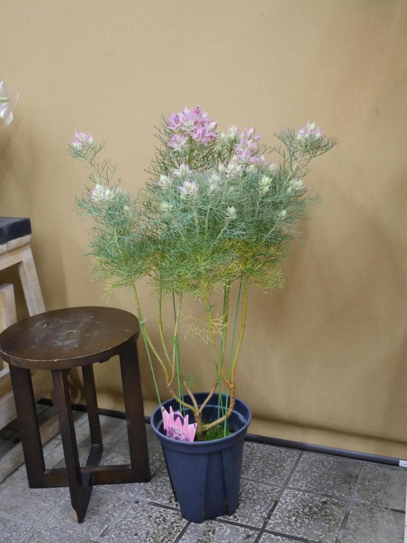 セルリア　ブラッシングブライト　ピンク　7号鉢　約８５センチ　1