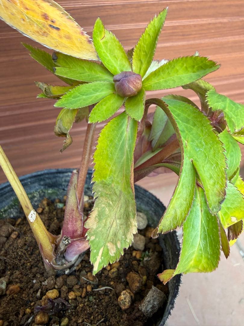 【未株分】大木ナーセリー クリスマスローズ プルプラ系オーレア交配