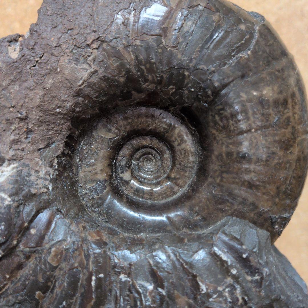 アンモナイト化石 (447)木製台座付き