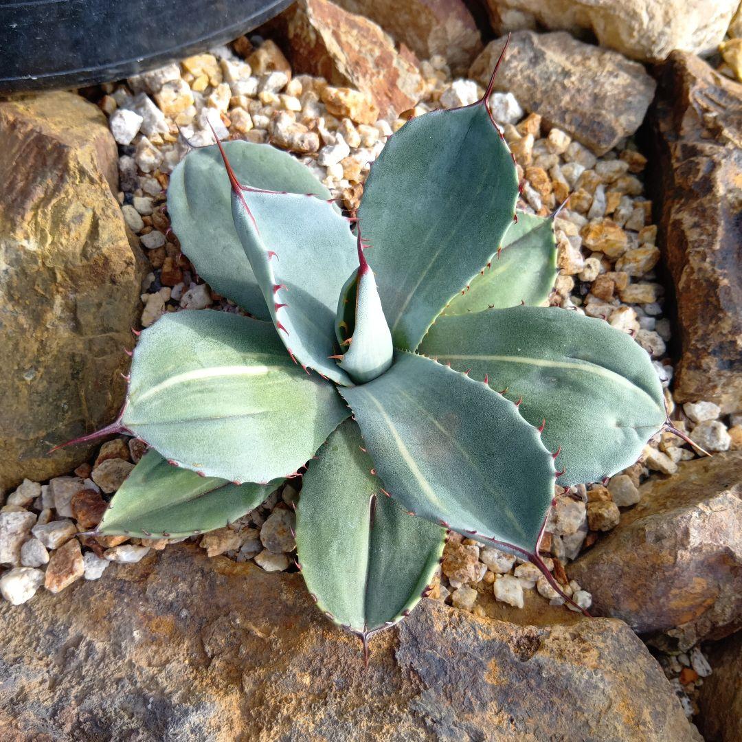 アガベ　パリー　トランカータ　黄縞斑　斑入り