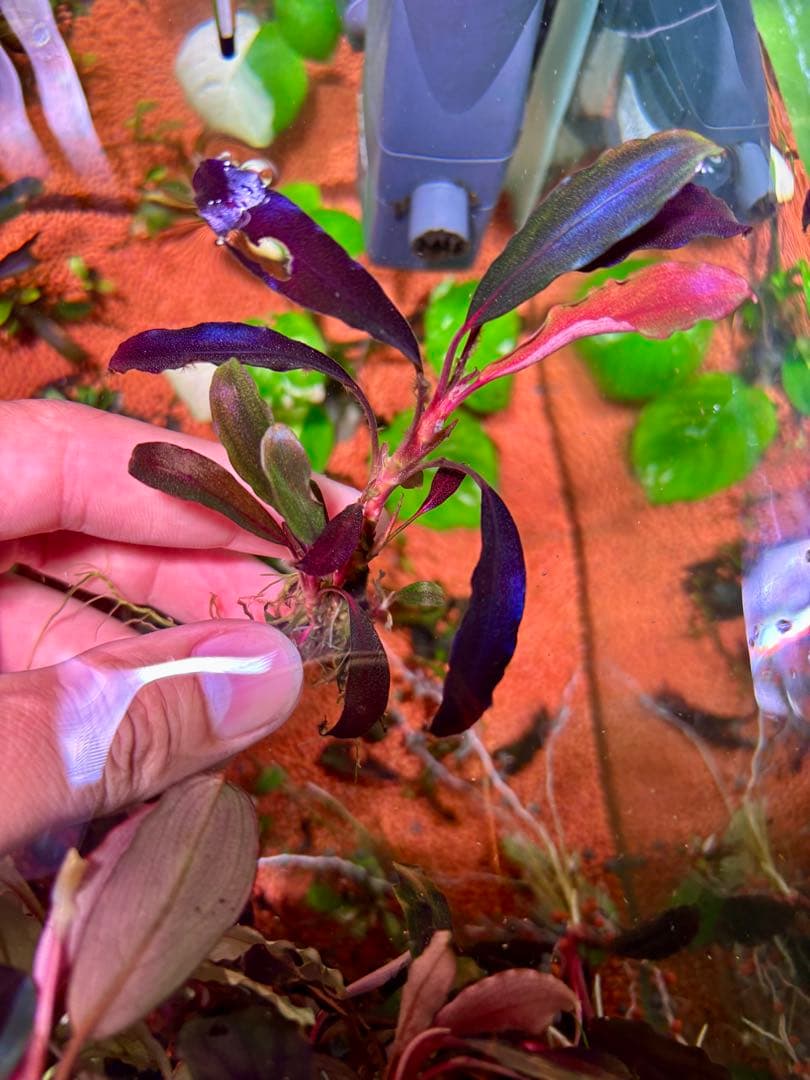 ブセファランドラspゴーストカリマンタン 群生株