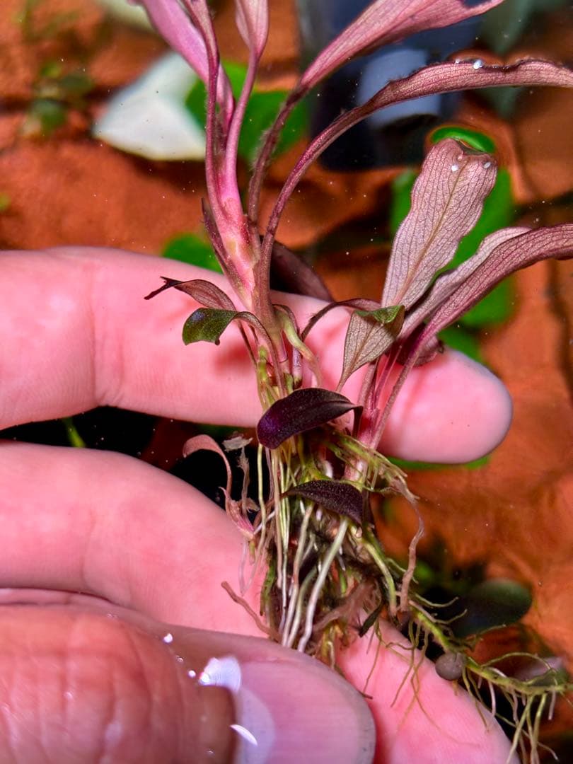 ブセファランドラspゴーストカリマンタン 群生株