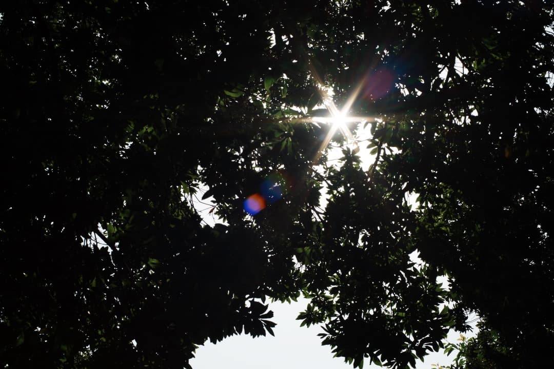 【極美品】Carl Zeiss Planar 50mm F1.4 AEJ 071