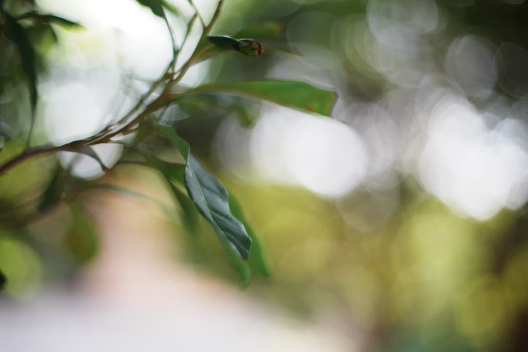 【極美品】Carl Zeiss Planar 50mm F1.4 AEJ 071