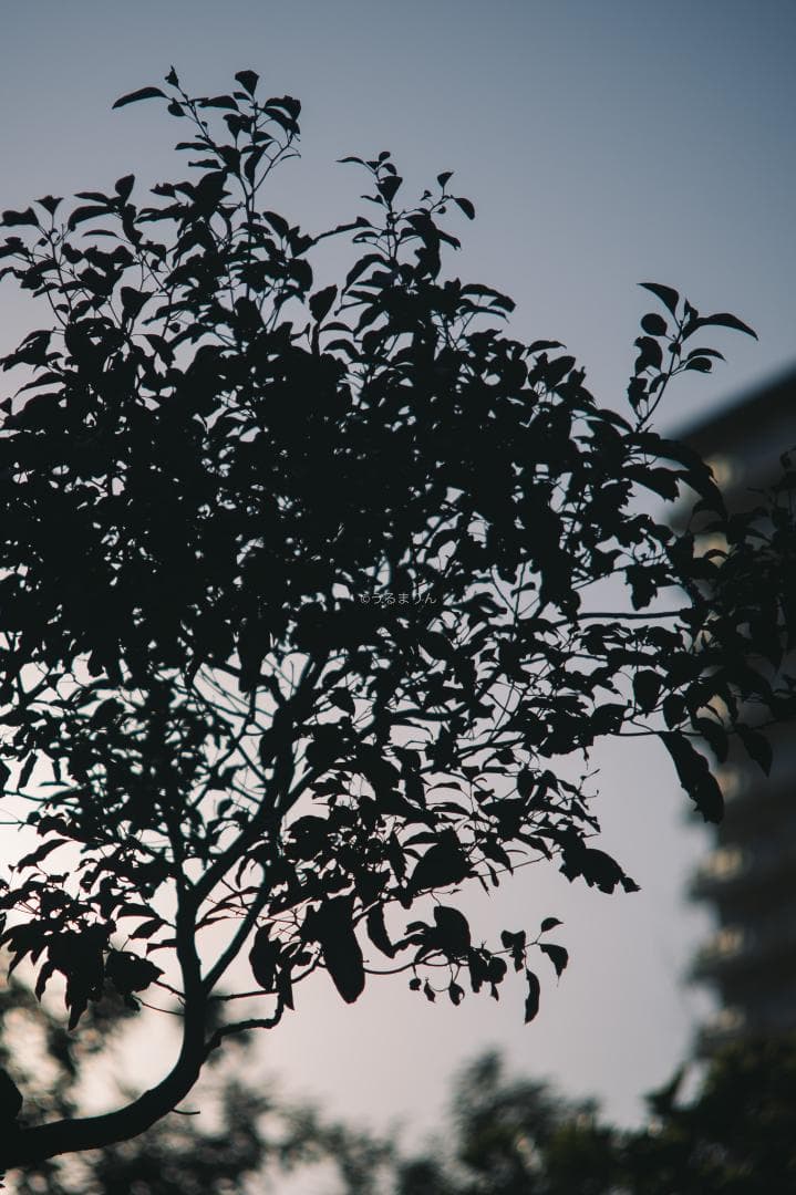 希少なPaxette M39アダプター付き！Tele-Ennalyt 135mm