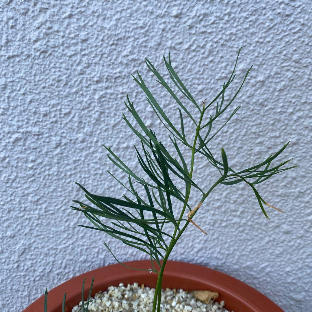 マクロザミア ステノメラ Macrozamia stenomera