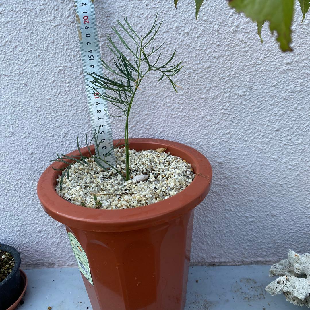 マクロザミア ステノメラ Macrozamia stenomera