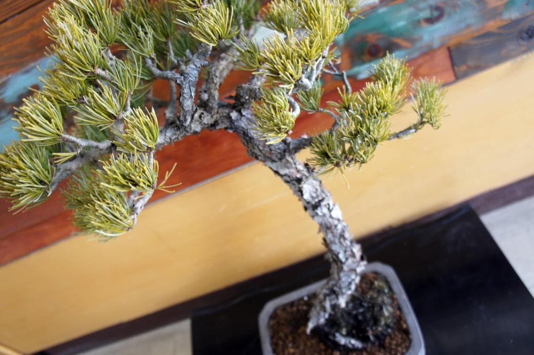 盆栽 『五葉松』 インテリア 観葉植物 園芸 ガーデニング 送料無料 b199