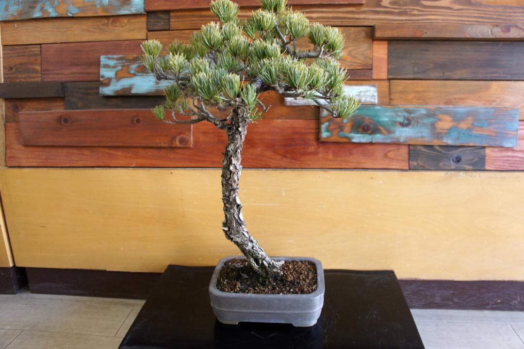 盆栽 『五葉松』 インテリア 観葉植物 園芸 ガーデニング 送料無料 b199