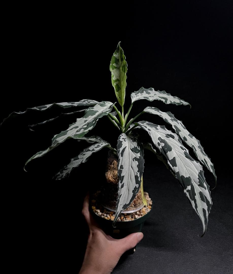 ◆RGL◆ 専用です 大株 現物 アグラオネマ ピクタム アチェ産 現地便