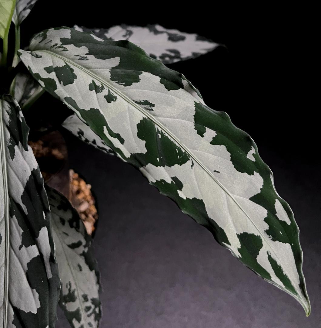 ◆RGL◆ 専用です 大株 現物 アグラオネマ ピクタム アチェ産 現地便