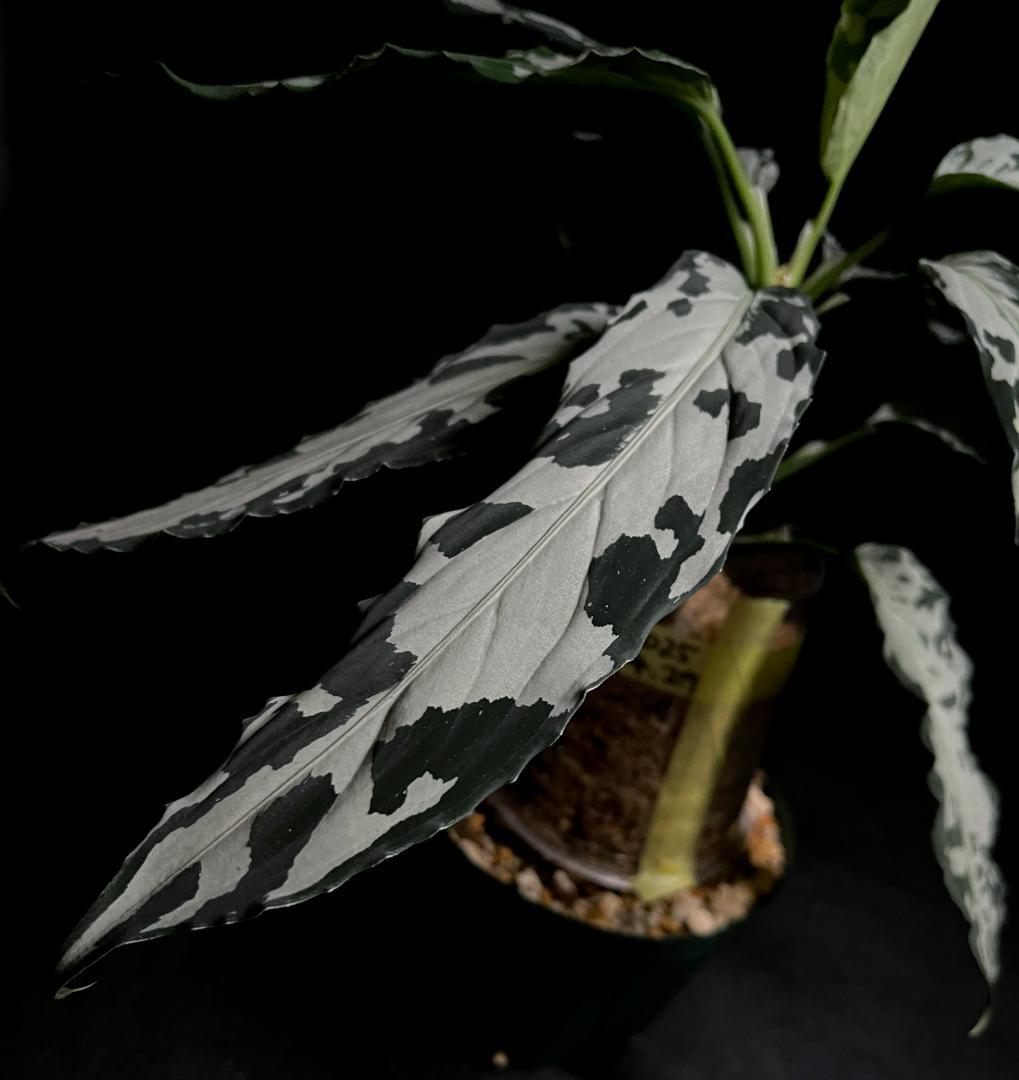 ◆RGL◆ 専用です 大株 現物 アグラオネマ ピクタム アチェ産 現地便