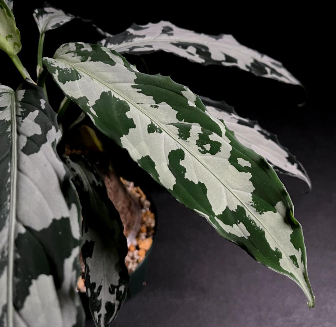 ◆RGL◆ 専用です 大株 現物 アグラオネマ ピクタム アチェ産 現地便