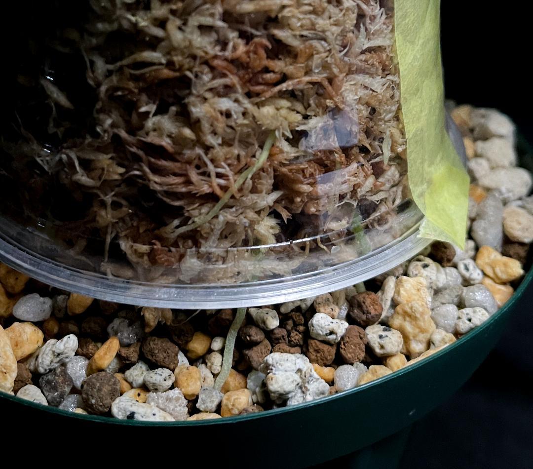 ◆RGL◆ 専用です 大株 現物 アグラオネマ ピクタム アチェ産 現地便