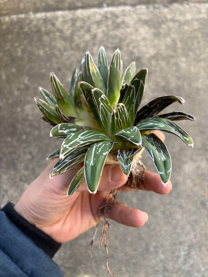 アガベ　笹の雪　極上株　子株3株セット