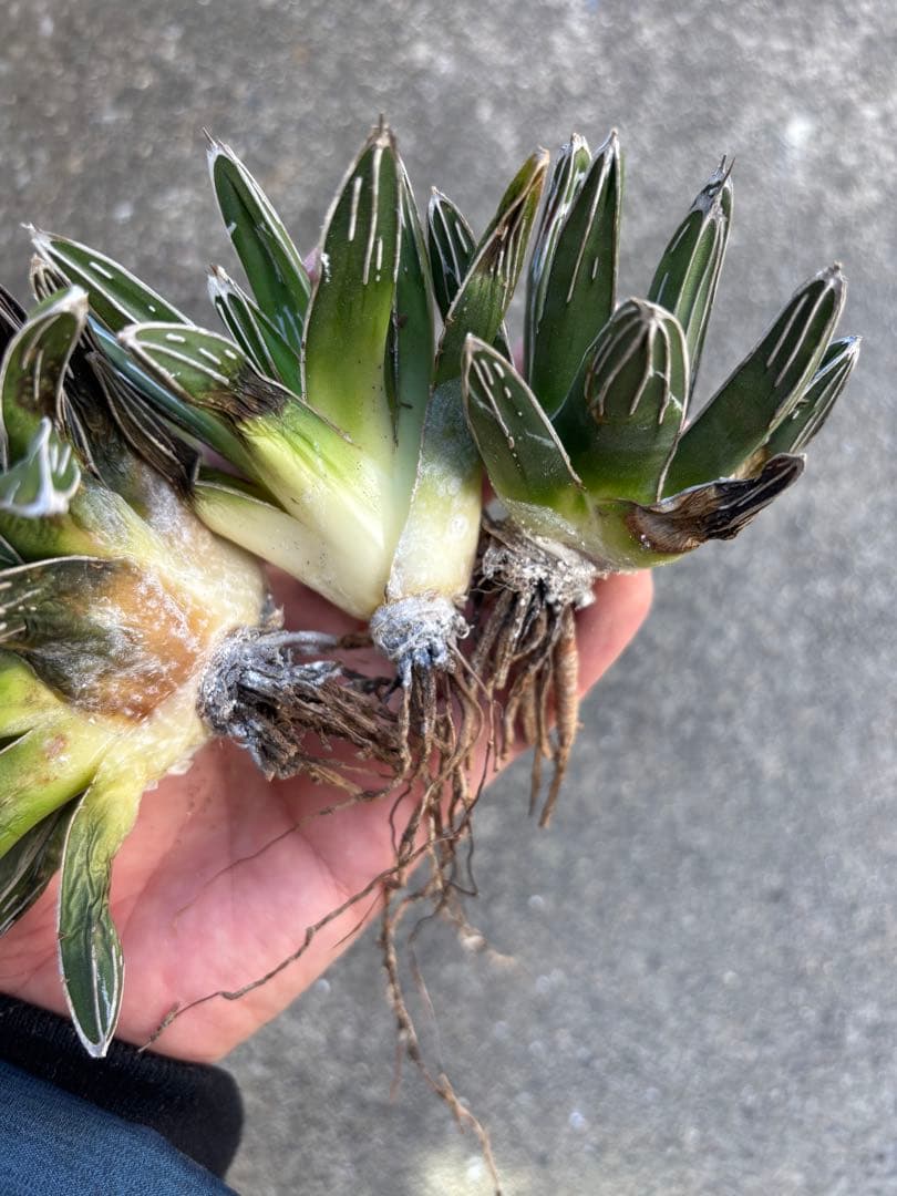 アガベ　笹の雪　極上株　子株3株セット