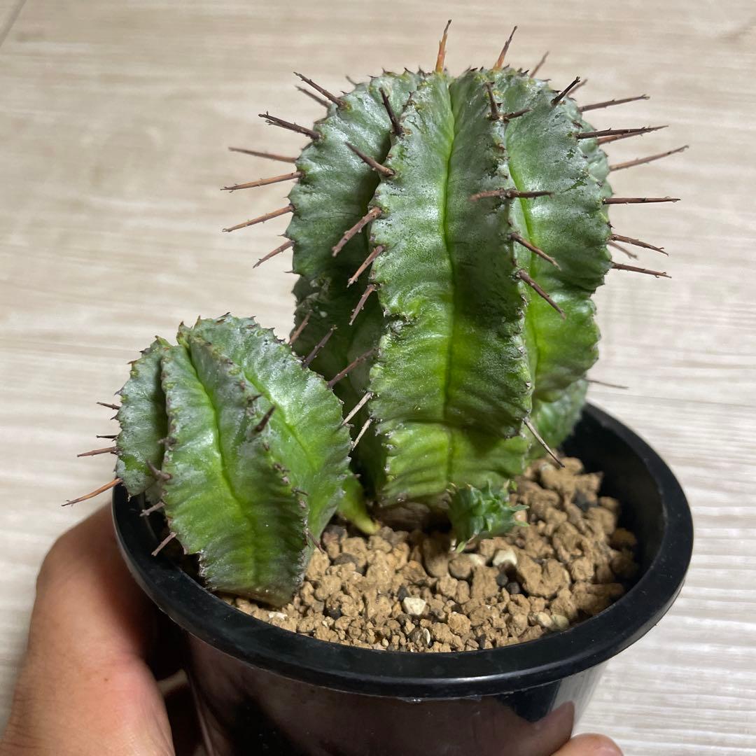 ホリダ錦　ユーフォルビア　サボテン　多肉植物