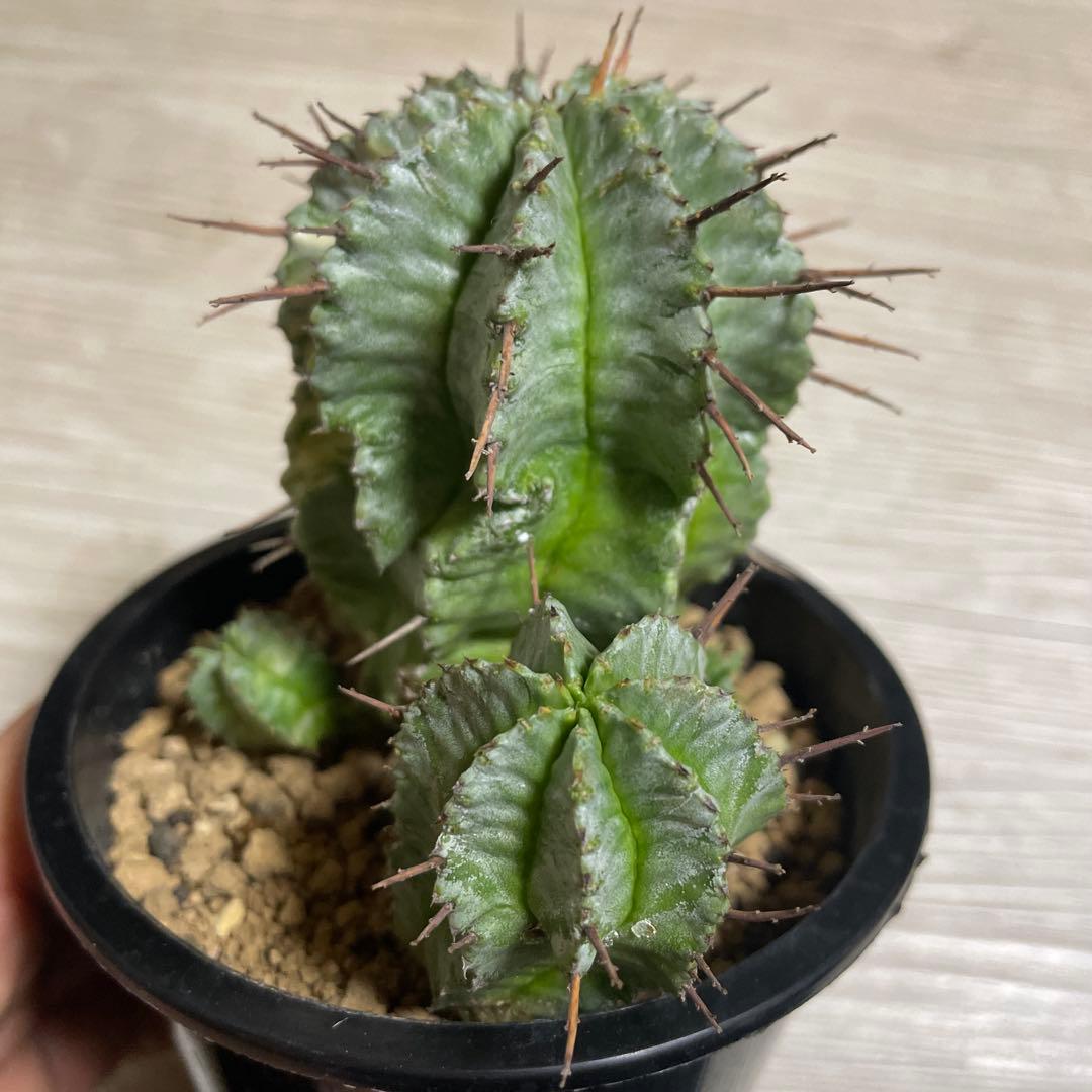 ホリダ錦　ユーフォルビア　サボテン　多肉植物