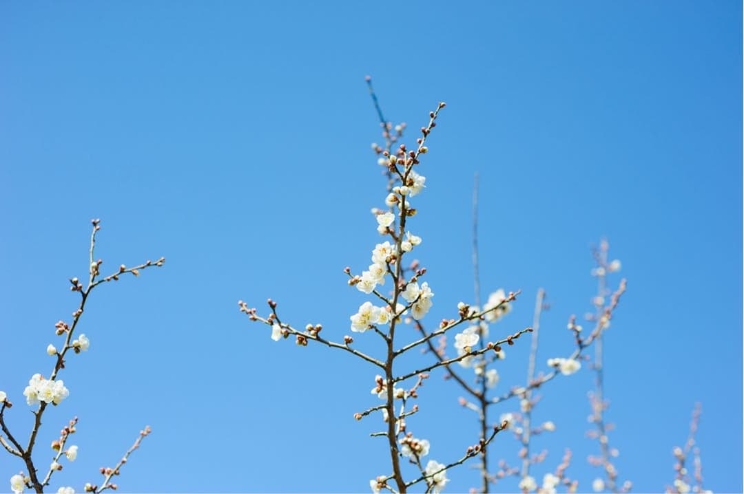 [美品] 作例有り。Nikon AF NIKKOR 50mm F1.8D