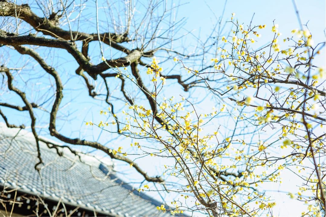 [美品] 作例有り。Nikon AF NIKKOR 50mm F1.8D