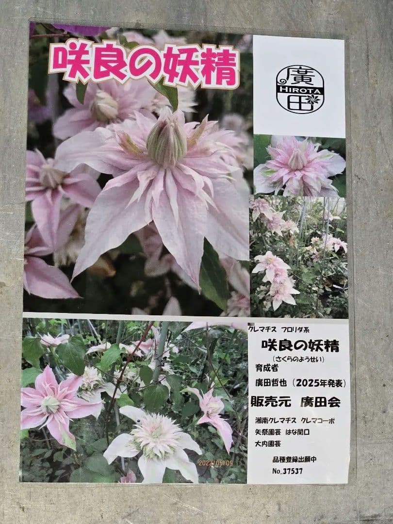 ☆クレマチス☆咲良の妖精☆3号鉢☆希少☆入手困難☆1月8日以降発送