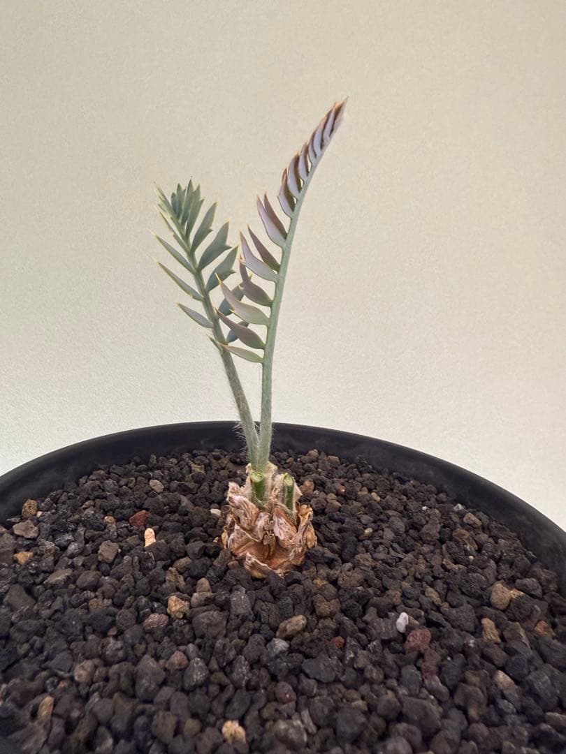 エンセファラルトス　ホリダス　　発根済み