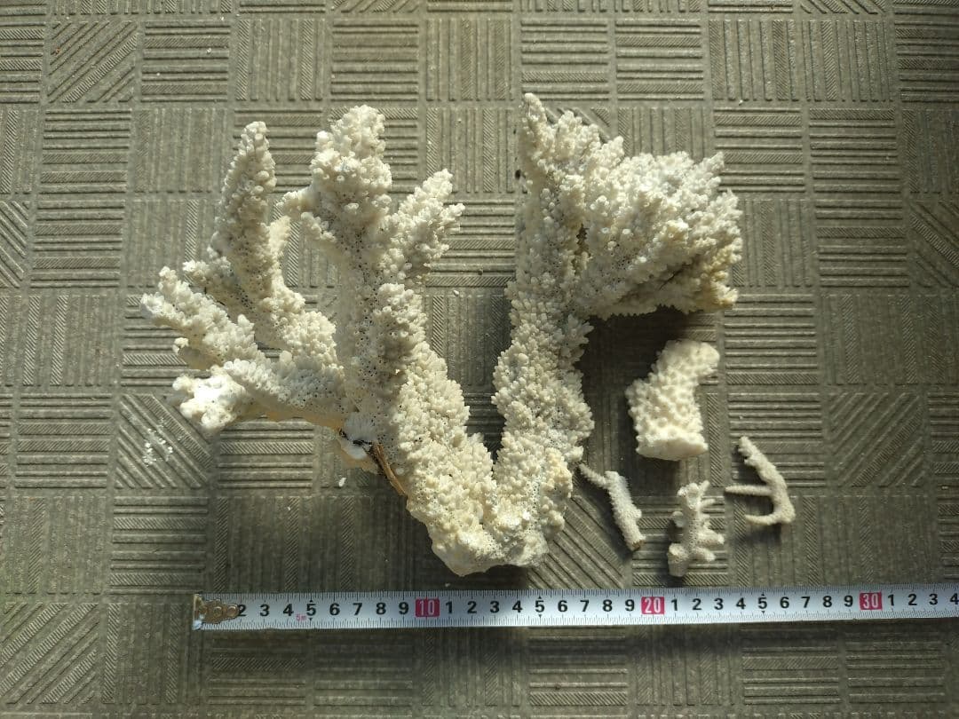 デスロック ホワイトサンゴ おまとめ