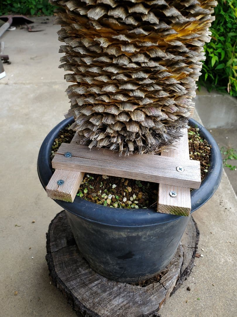 ユッカ　マルデヌベス　ver.ロスト②