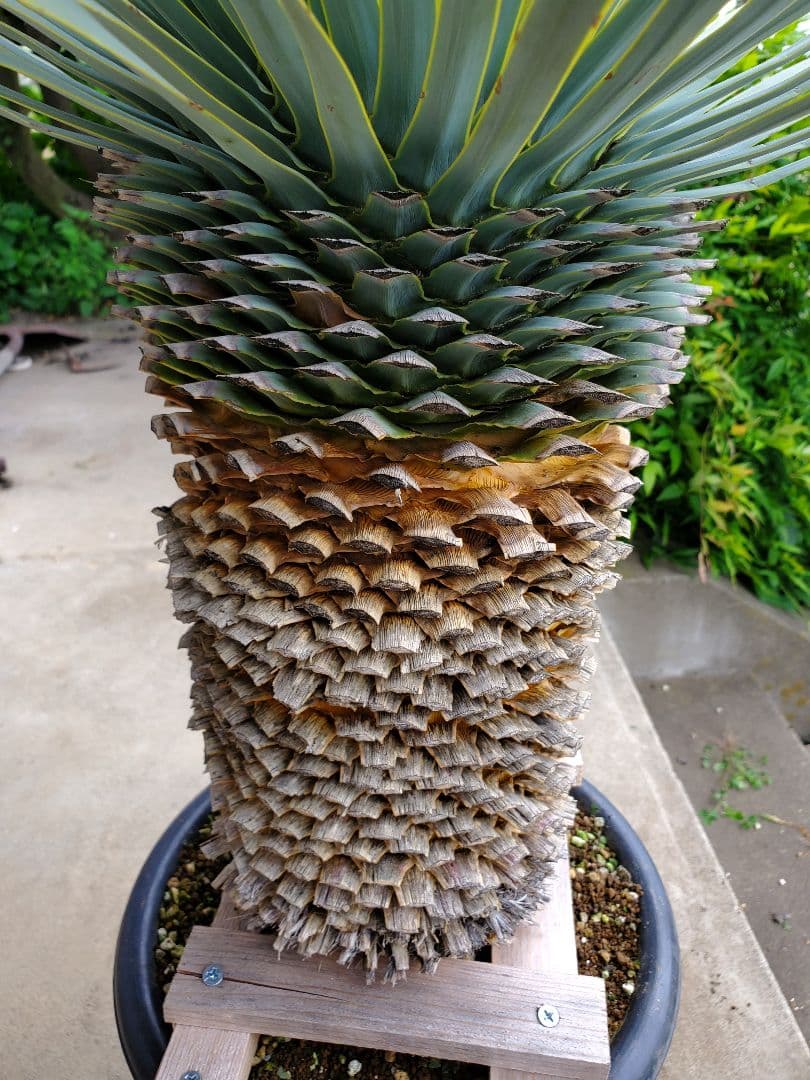 ユッカ　マルデヌベス　ver.ロスト②