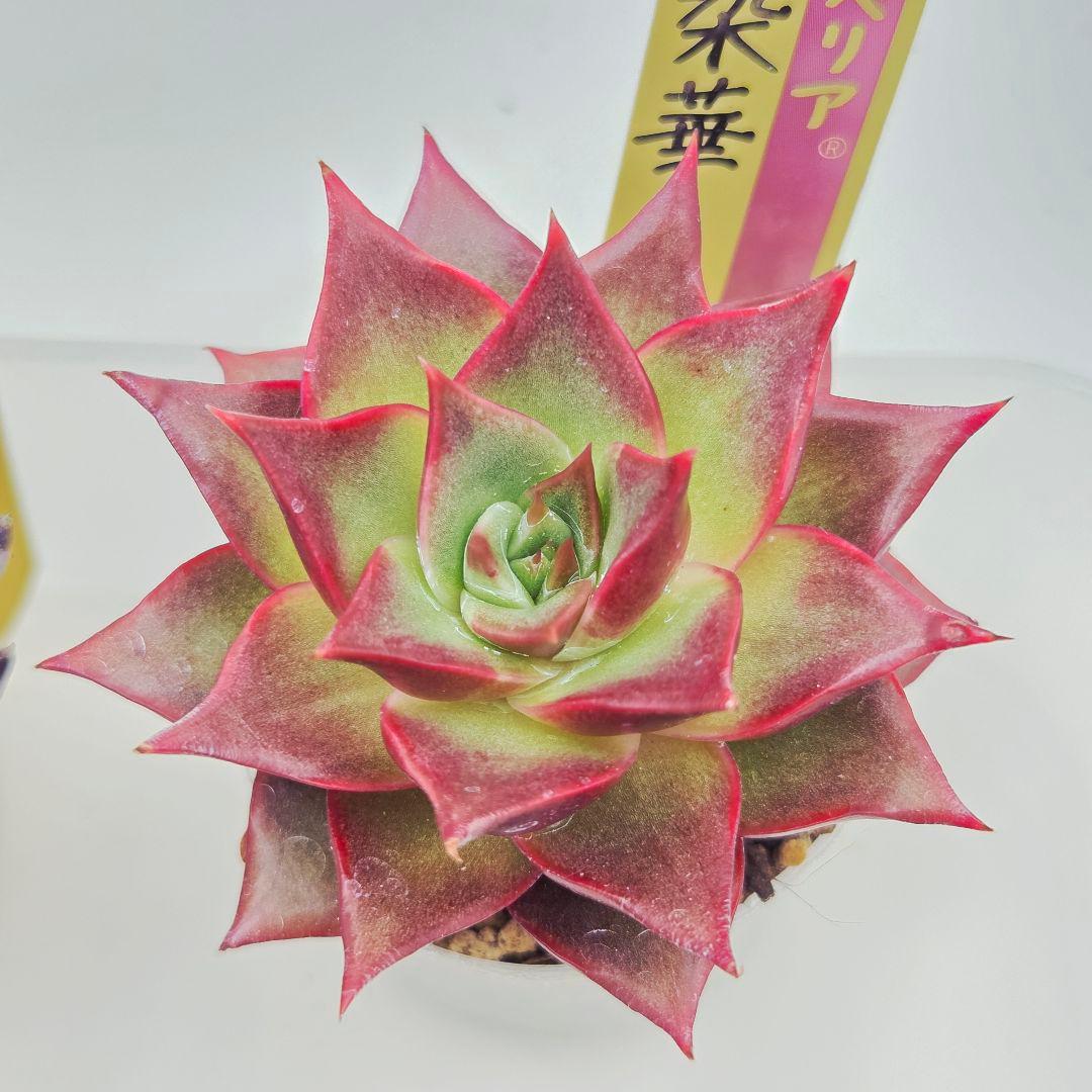 あ*か様 ㊶大きめ苗! 桜鬼❣️ちょこん❣️祭囃子❣️おらいさん発根済 6苗メル