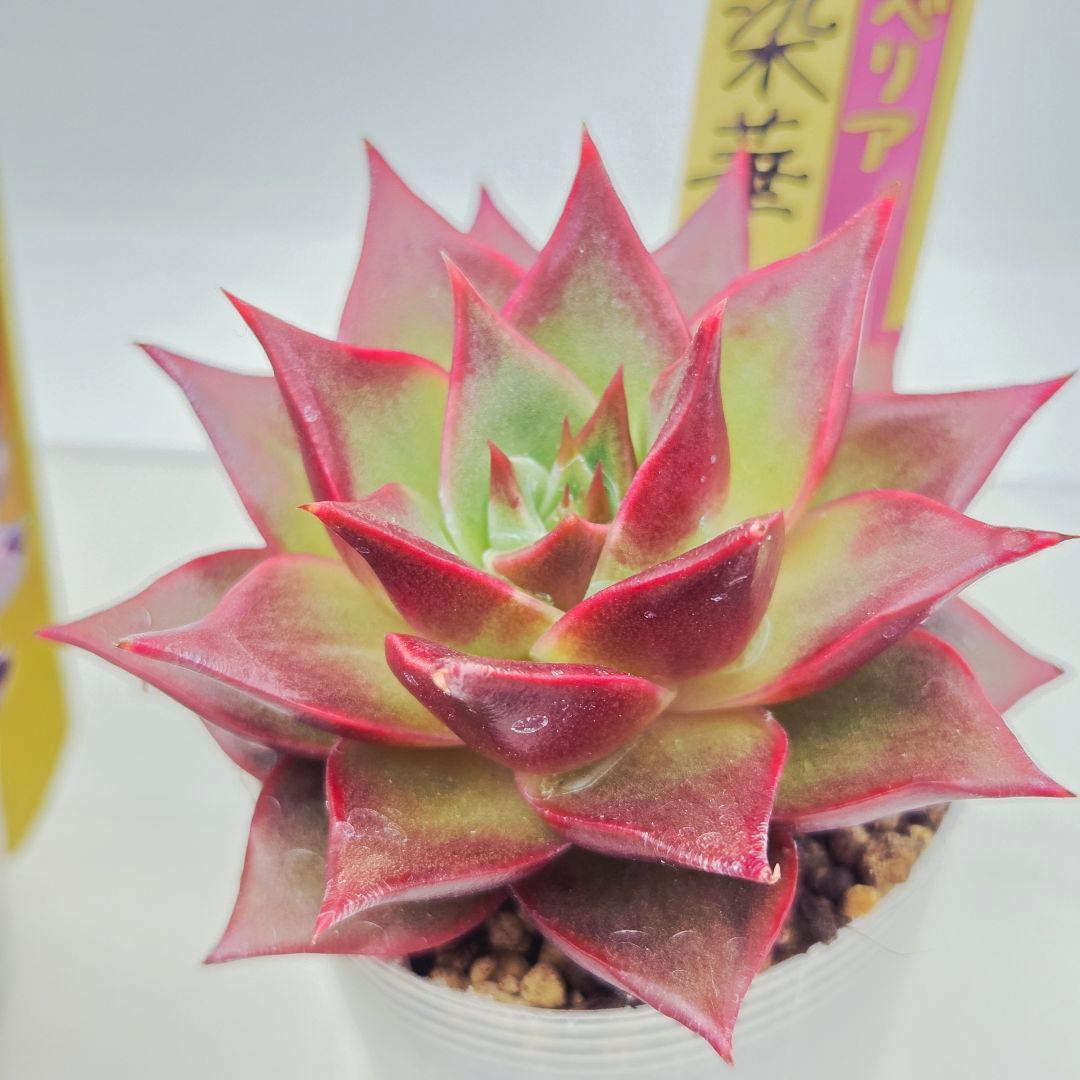 あ*か様 ㊶大きめ苗! 桜鬼❣️ちょこん❣️祭囃子❣️おらいさん発根済 6苗メル