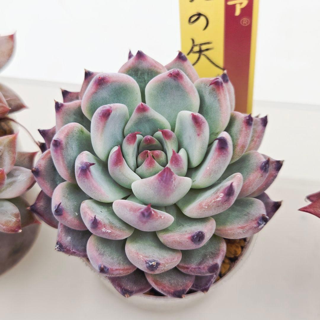 あ*か様 ㊶大きめ苗! 桜鬼❣️ちょこん❣️祭囃子❣️おらいさん発根済 6苗メル