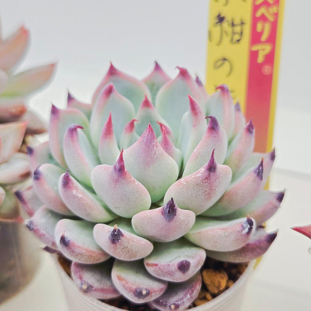 あ*か様 ㊶大きめ苗! 桜鬼❣️ちょこん❣️祭囃子❣️おらいさん発根済 6苗メル