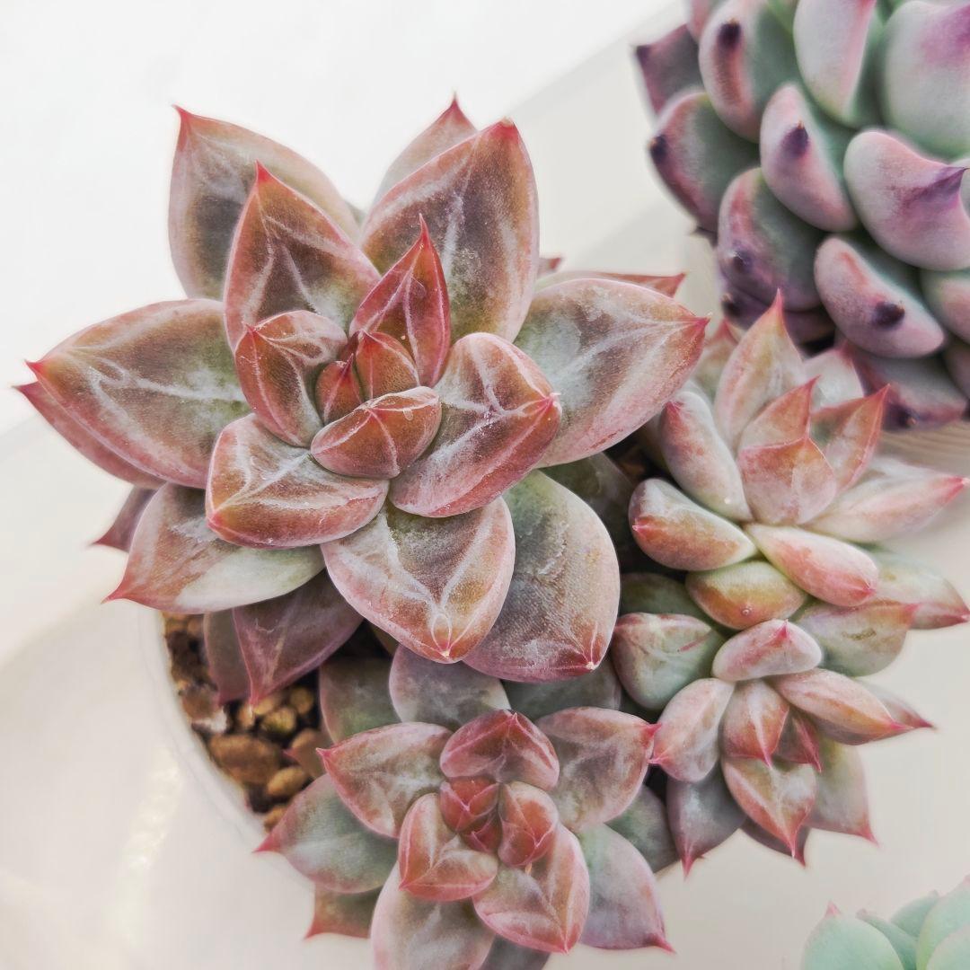 あ*か様 ㊶大きめ苗! 桜鬼❣️ちょこん❣️祭囃子❣️おらいさん発根済 6苗メル