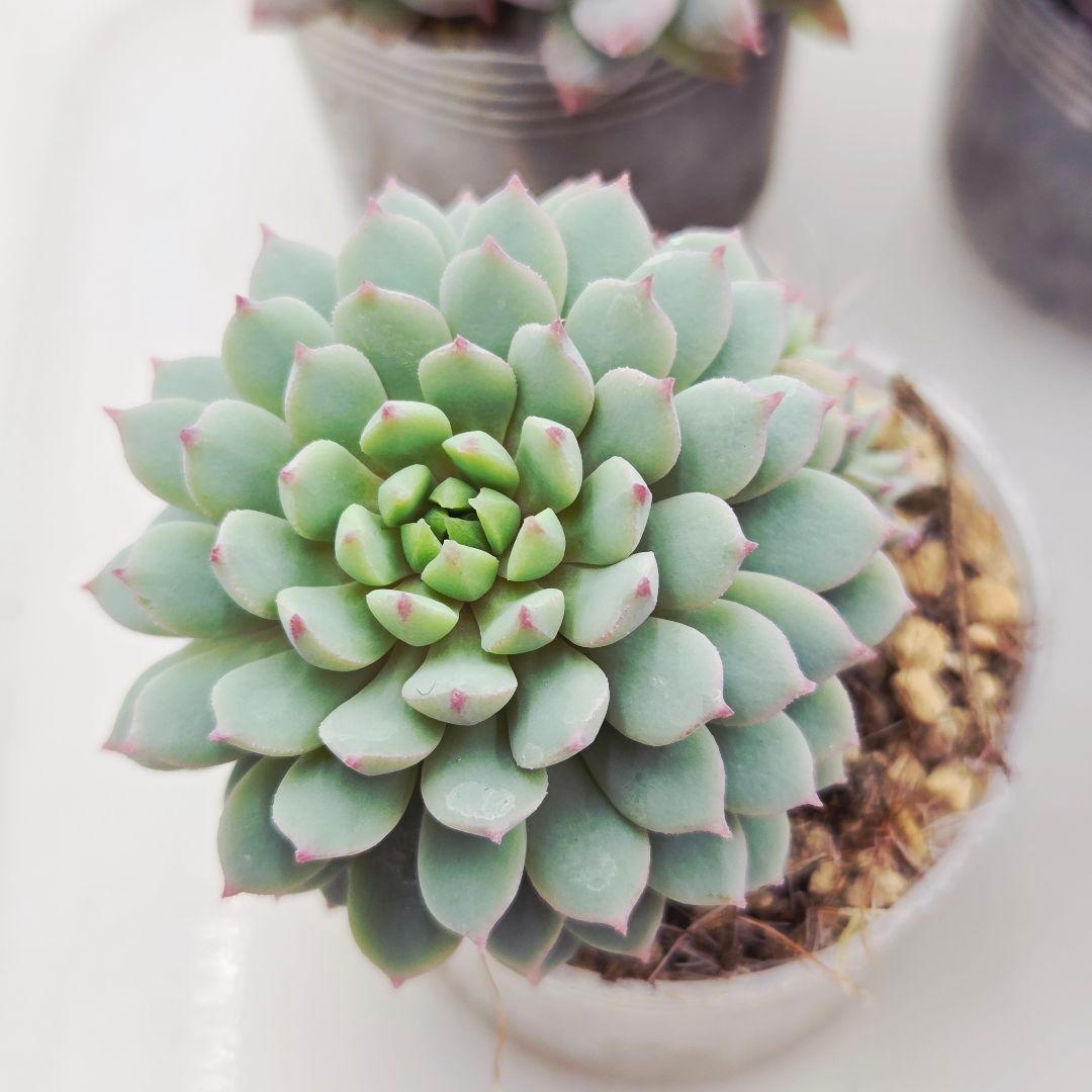 あ*か様 ㊶大きめ苗! 桜鬼❣️ちょこん❣️祭囃子❣️おらいさん発根済 6苗メル