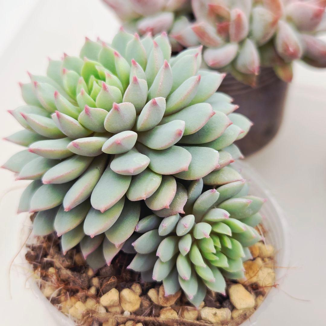 あ*か様 ㊶大きめ苗! 桜鬼❣️ちょこん❣️祭囃子❣️おらいさん発根済 6苗メル