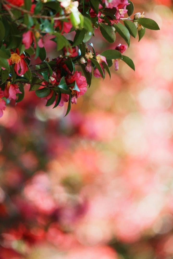 プロ仕様｜SONY SEL400800G 夢を現実にする超望遠の世界 625