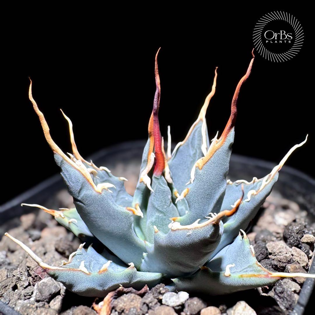 【実生】アガベ ユタエンシス エボリスピナ コークスクリュー 美形 微陽炎株