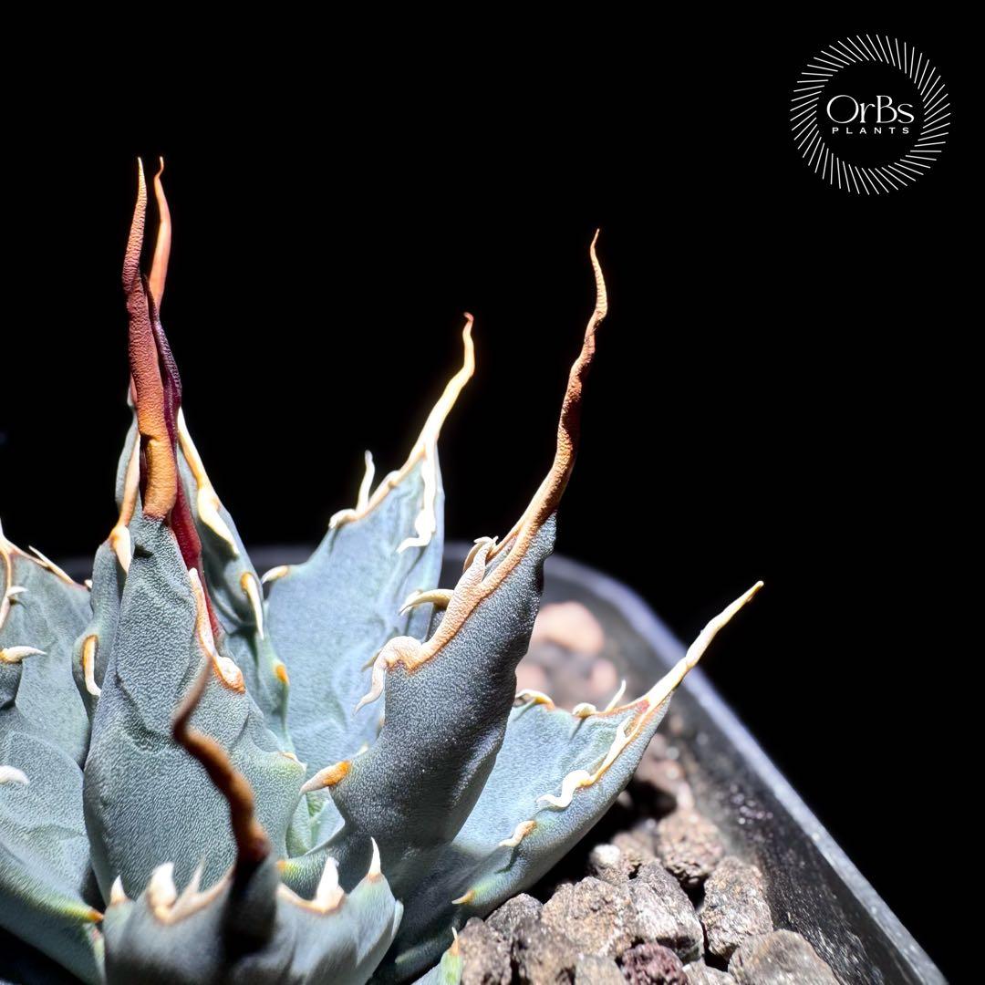 【実生】アガベ ユタエンシス エボリスピナ コークスクリュー 美形 微陽炎株