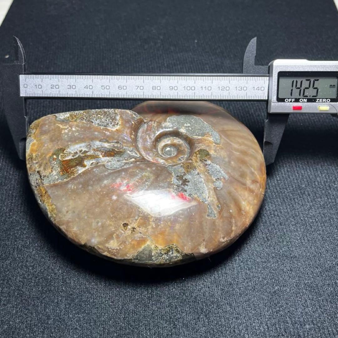大型アンモナイト化石 約142mm / 637g